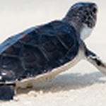 Loggerhead Turtles: A Conservation Talk